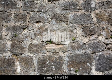 Full frame texture of old historical stone wall with small green plants growing in crevices Stock Photo