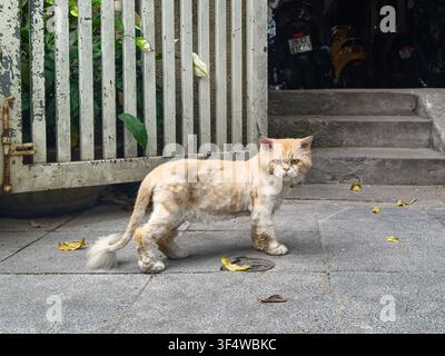 Persian cat with a "lion cut" haircut, where its body is shaved close to the skin in the street in Hanoi, Vietnam Stock Photo