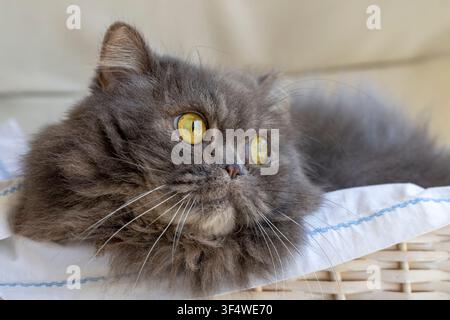 Close up of fluffy grey Persian cat with amber eyes lying down in wicker basket Stock Photo