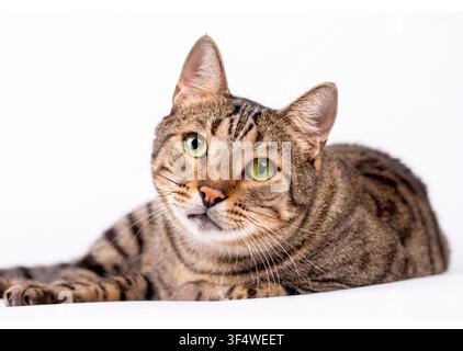 Beautiful tabby cat with green eyes lying down isolated on white background Stock Photo