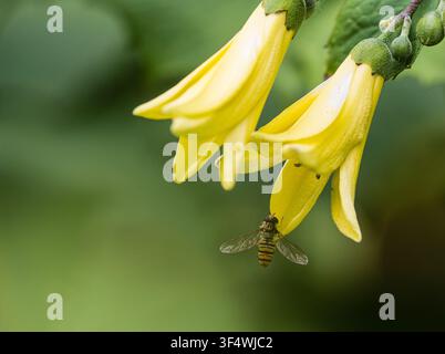 UK marmalade hoverfly, Episysrphus balteatus resting on the petal tip of the hardy perennial Kirengeshoma palmata 'Korean form' Stock Photo