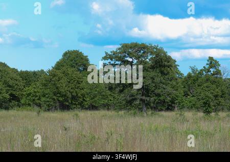 Cross Timbers habitat in central Oklahoma Stock Photo