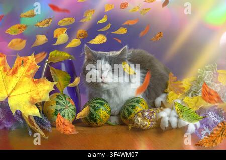 Gray longhaired cat poses inside wicker basket among flying yellow birch leaves and purple flowers Stock Photo