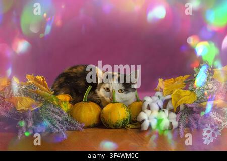 Calico cat sits in wicker basket surrounded by autumn harvest decorations on wooden surface. Purple aster flowers, decorative gourds, and dried corn c Stock Photo