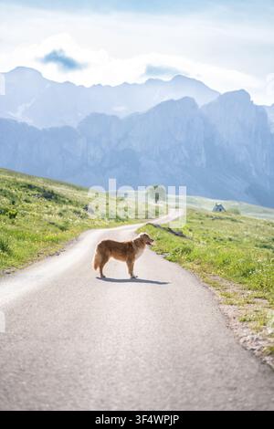 Nova Scotia Duck Tolling Retriever crossing a mountain road against a breathtaking backdrop of green alpine hills and rugged peaks. High quality photo Stock Photo