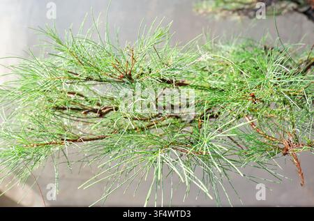 A close-up photograph of thin green needle-like leaves on a tree branch, covered in fresh morning dew droplets against a neutral background. Stock Photo