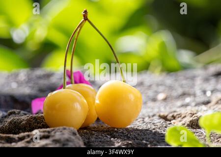 Three fresh yellow sweet cherries with green stems resting on a textured stone surface outdoors in natural light with a blurred green background Stock Photo