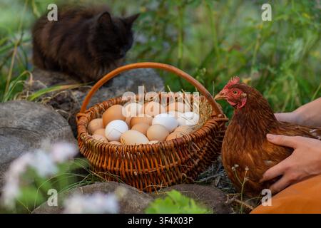 Fresh eggs fill wicker basket while farmer holds chicken in blooming garden. Farmer holding chicken with basket of fresh eggs in garden. Stock Photo