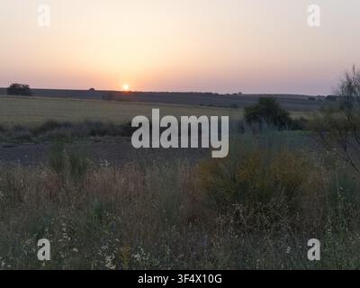 The sun sets over a wide field with tree silhouettes in the distance. Grass and low plants cover the foreground. The sky shows soft colors as day turn Stock Photo