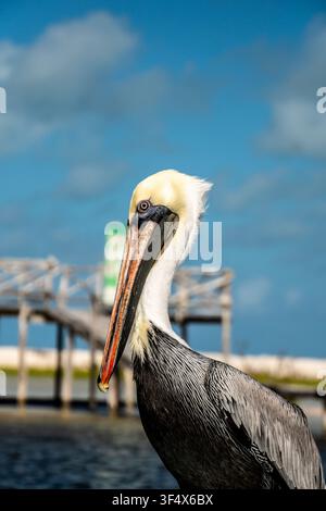 Pelican stands by water's edge. Soft clouds drift above wooden pier. Bright beak, sleek head, dark feathers. Bird appears calm, undisturbed. Ideal for Stock Photo
