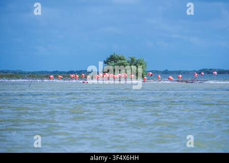 Pink flamingos stand in calm water. Single tree stands behind them. Blue sky stretches above the scene. They appear calm and relaxed. Perfect for trop Stock Photo