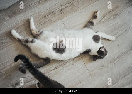 Relaxed gray and white domestic cat lying stretched out on a wooden floor indoors. Peaceful pet enjoying a comfortable home environment. Stock Photo
