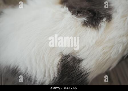 Detailed close-up of soft gray and white cat fur with natural texture. Abstract animal background suitable for pet and texture concepts. Stock Photo