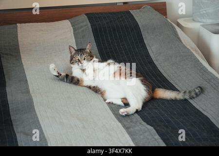 Relaxed tabby domestic cat lying comfortably on a neatly made bed. Peaceful indoor lifestyle scene conveying comfort, rest, home living, and pet Stock Photo