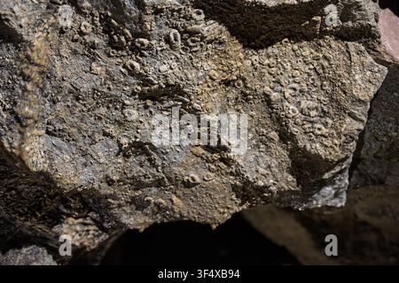 A detailed close-up reveals a dense cluster of prehistoric marine crinoid and shell fossils embedded in the limestone rock wall of Treak Cliff Cavern Stock Photo