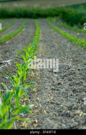 Rows of young corn plants growing in fertile soil on a cultivated agricultural field Stock Photo