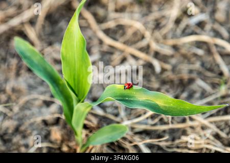 Red ladybug resting on a young corn leaf in a cultivated agricultural field Stock Photo