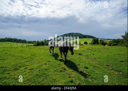 Deux chevaux s'avancent  en contre-jour dans une prairie | Two horses are walking  against the light in a meadow Stock Photo
