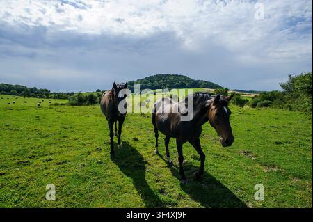 Deux chevaux s'avancent  en contre-jour dans une prairie | Two horses are walking  against the light in a meadow Stock Photo