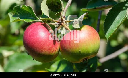 Close up of two ripe red and green apples hanging from a healthy tree branch in a sunny orchard. Fresh seasonal fruit with natural foliage and soft bl Stock Photo