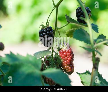 Close up of ripe black and ripening red blackberries growing on a garden bramble in natural summer light. Fresh berries on the vine illustrate organic Stock Photo