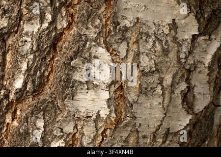 Natural tree bark texture with rugged surface and contrasting brown and grey patterns. Stock Photo