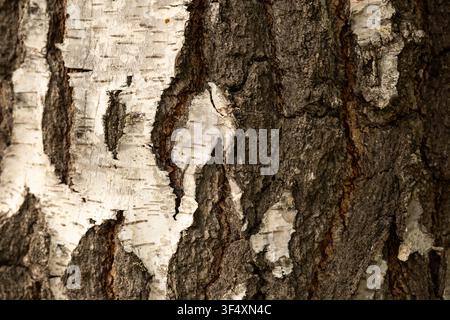 Detailed close-up of birch tree bark showing contrasting white and dark textured patterns. Stock Photo