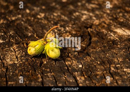 Hazel catkins resting on a weathered tree stump in warm evening sunlight, close-up nature photography. Stock Photo