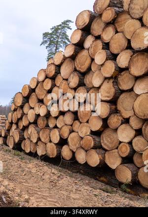 Stacked pine logs at timber harvesting site in Sigulda Municipality Latvia Stock Photo