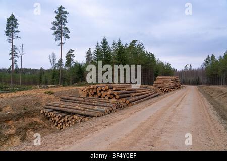 Pine log stacks stored along a forest road at a timber harvesting site in Sigulda Municipality, Latvia Stock Photo