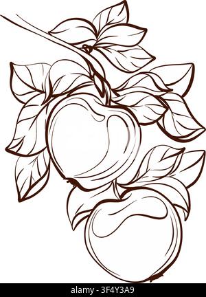 Apple branch with ripe fruit and foliage, botanical ink line vector illustration in refined heritage style for cider labels, branding, packaging and Stock Vector