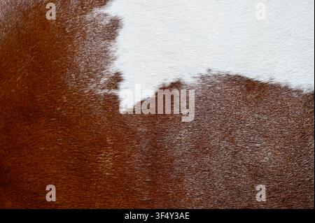 A macro close-up background texture of natural brown and white cowhide leather fur. High-resolution surface of genuine animal skin with short hairy pelt detail, ideal for country, western, and rustic design backgrounds. Stock Photo