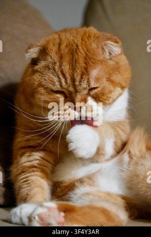 A close-up portrait of an adorable red tabby cat sitting on a couch and thoroughly grooming its front paw with tongue out. Stock Photo