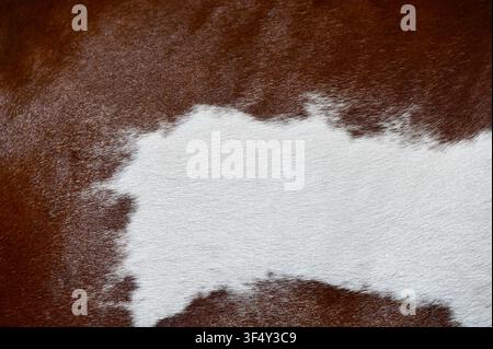 A macro close-up background texture of natural brown and white cowhide leather fur. High-resolution surface of genuine animal skin with short hairy pelt detail, ideal for country, western, and rustic design backgrounds. Stock Photo
