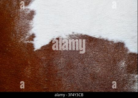 A macro close-up background texture of natural brown and white cowhide leather fur. High-resolution surface of genuine animal skin with short hairy pelt detail, ideal for country, western, and rustic design backgrounds. Stock Photo