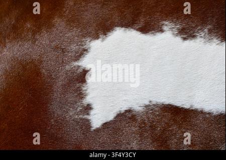 A macro close-up background texture of natural brown and white cowhide leather fur. High-resolution surface of genuine animal skin with short hairy pelt detail, ideal for country, western, and rustic design backgrounds. Stock Photo