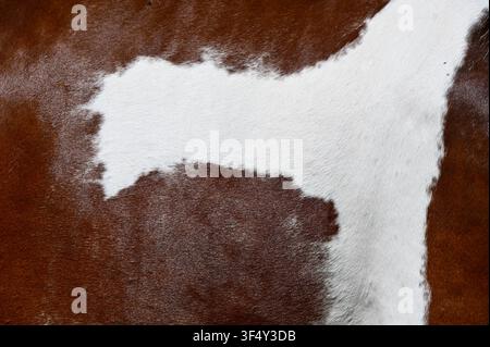 A macro close-up background texture of natural brown and white cowhide leather fur. High-resolution surface of genuine animal skin with short hairy pelt detail, ideal for country, western, and rustic design backgrounds. Stock Photo