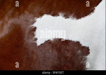 A macro close-up background texture of natural brown and white cowhide leather fur. High-resolution surface of genuine animal skin with short hairy pelt detail, ideal for country, western, and rustic design backgrounds. Stock Photo