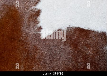 A macro close-up background texture of natural brown and white cowhide leather fur. High-resolution surface of genuine animal skin with short hairy pelt detail, ideal for country, western, and rustic design backgrounds. Stock Photo