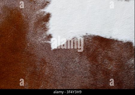 A macro close-up background texture of natural brown and white cowhide leather fur. High-resolution surface of genuine animal skin with short hairy pelt detail, ideal for country, western, and rustic design backgrounds. Stock Photo