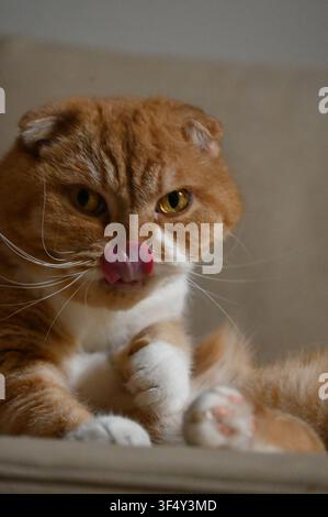 A close-up shot of an orange tabby feline sitting on furniture, looking forward while licking its front foot. Stock Photo