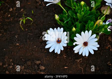 Top view of two delicate white osteospermum (African daisy) flowers blooming in rich dark soil with green leaves, suitable for springtime growth, botany, and horticulture concepts. Stock Photo