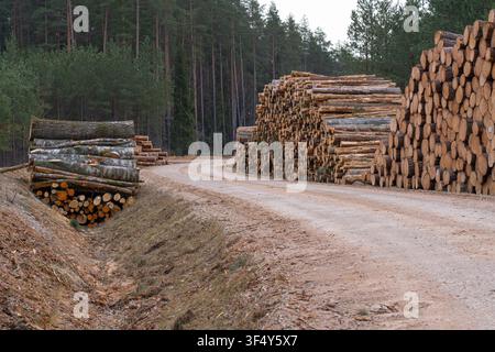 Large stacks of pine and birch logs beside a winding forest road in a managed logging area in Sigulda Municipality Latvia Stock Photo