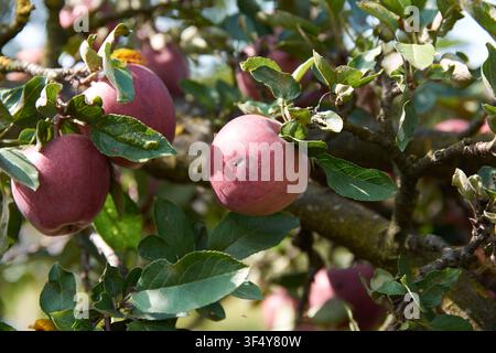 Close-up view of ripe red apples hanging on tree branches surrounded by lush green leaves in an orchard, showcasing fresh fruit ready for harvest in n Stock Photo