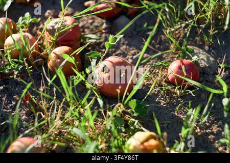 A close-up view of multiple red and yellow fallen apples scattered on the ground among green grass blades and dirt, showing various stages of decay an Stock Photo