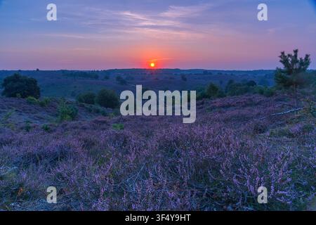 View of a vibrant sunset over rolling hills covered in blooming purple heather in the Netherlands. Stock Photo