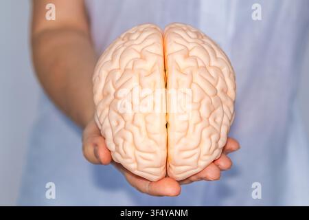 Medical model of human brain held in hands representing health, neuroscience and education Stock Photo