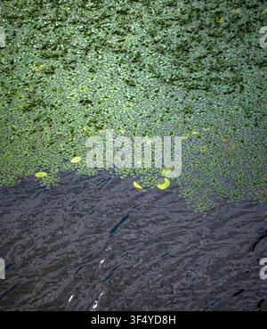 Green floating aquatic plants creating a textured pattern across the water surface, providing a natural contrast with the deep blue ripples and a few Stock Photo