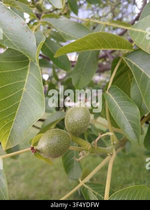 Close up of young green walnuts ripening on a tree branch surrounded by lush green foliage in summer Stock Photo