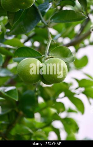 A close-up shot of green tangerines hanging on a branch surrounded by glossy leaves, ideal for agricultural, citrus harvesting, and organic farming themes. Stock Photo
